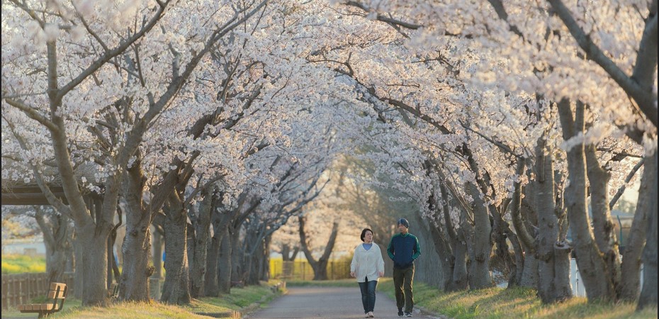 벚꽃이 엄청 많이 피어있는 길을 남 여 두 명이 산책하고 있는 사진