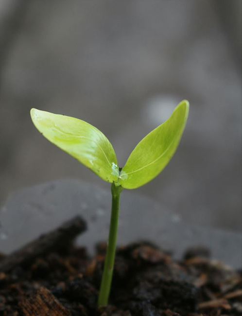 새싹이 돋아나는 사진