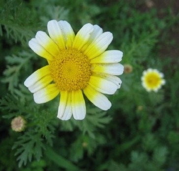 쑥갓의 효능 부작용 고르는법 칼로리 꽃