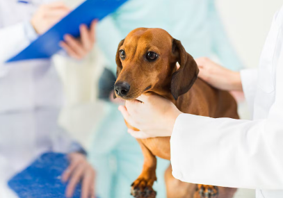 진료중인 강아지