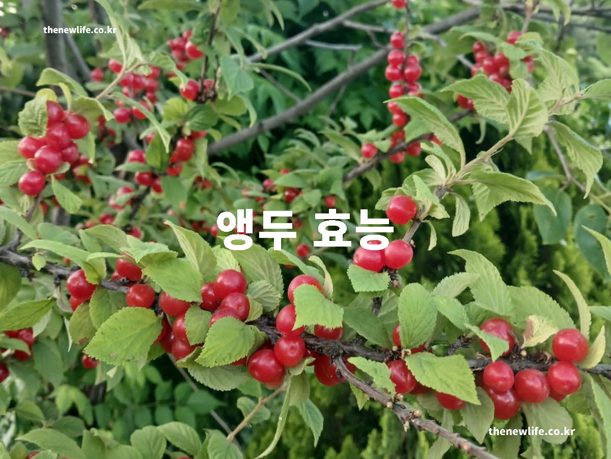 앵두 효능 대표 실사진