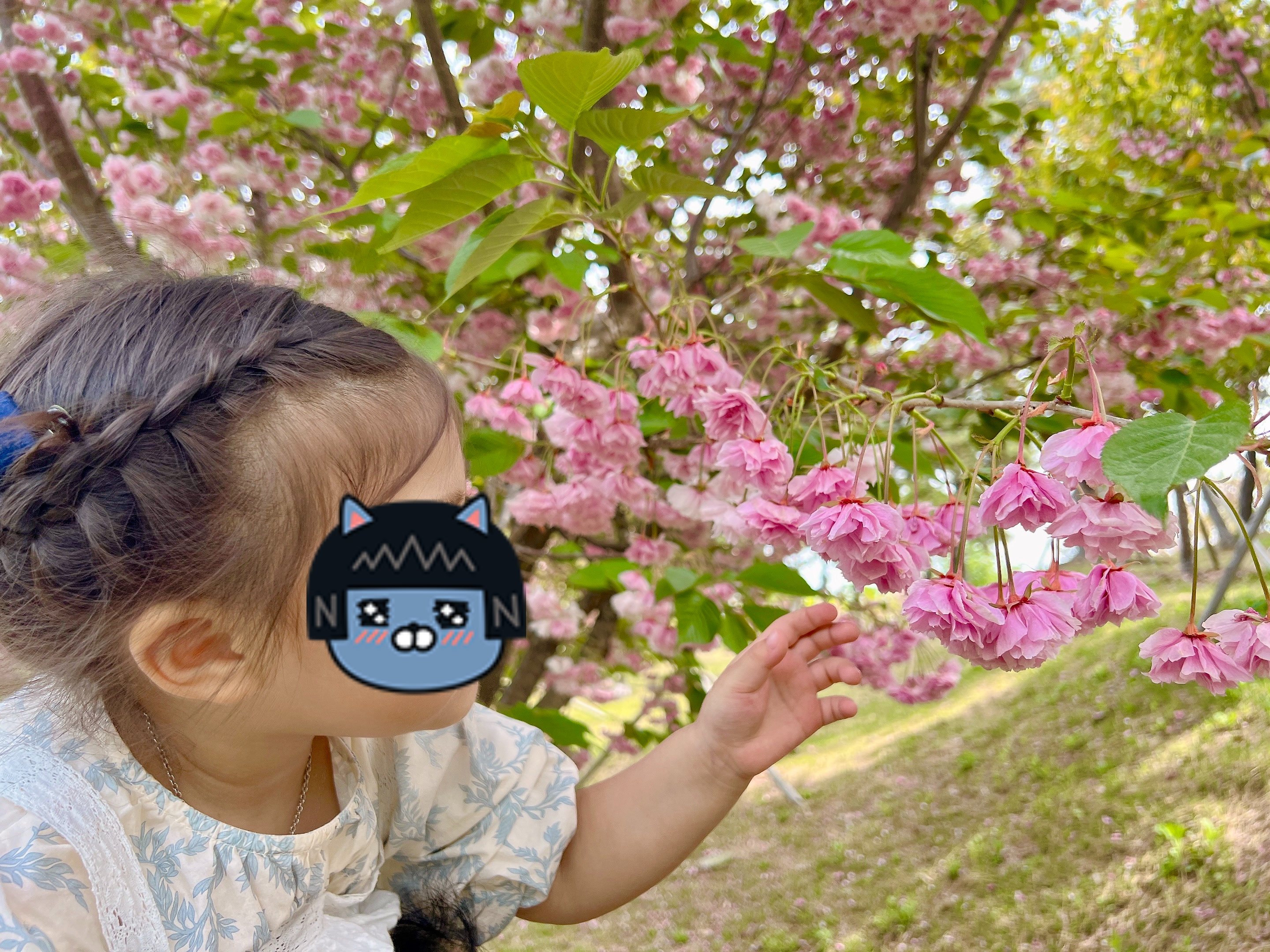 울산 겹벚꽃 포토존