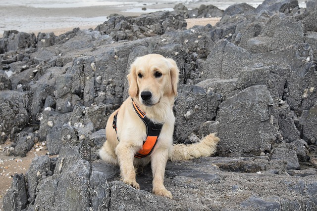 노령 리트리버가 해변에서 산책후 쉬는 모습