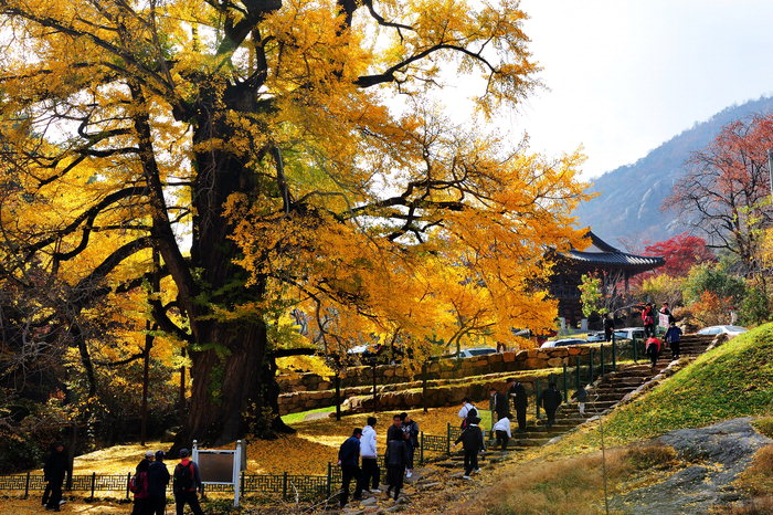 영국사 은행나무