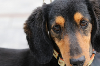 강아지 훈련의 중요성과 기본 원칙