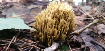 싸리버섯 효능 종류 채취시기 제철 손질법 요리법싸리 보관방법 정리_6