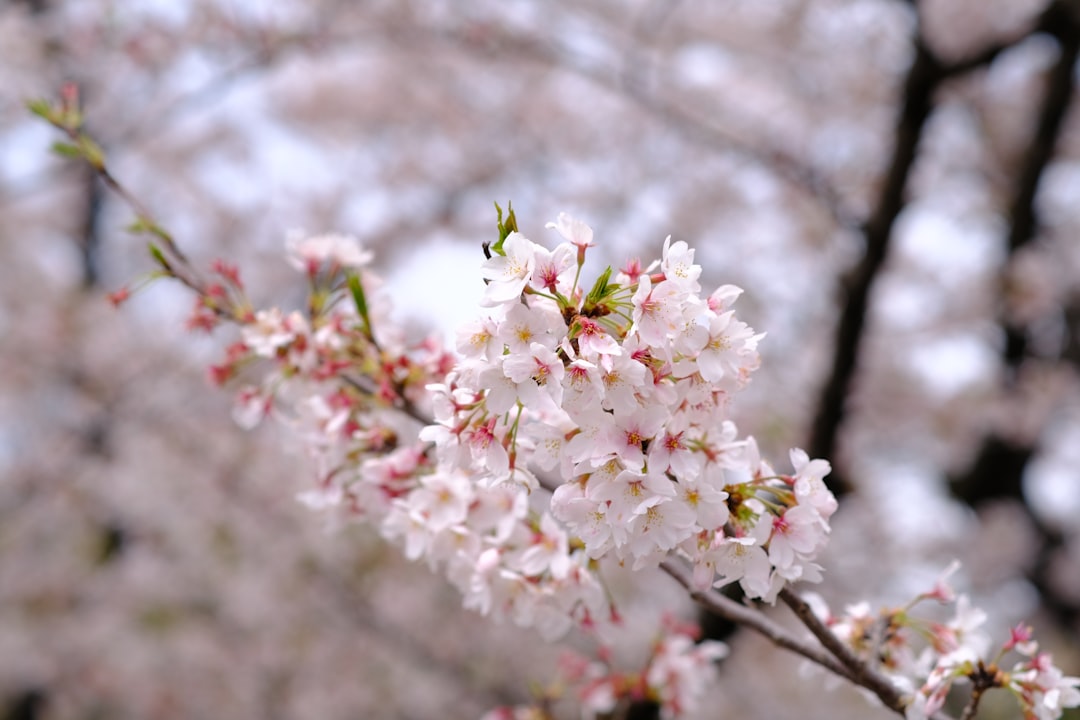 Cherry blossom.