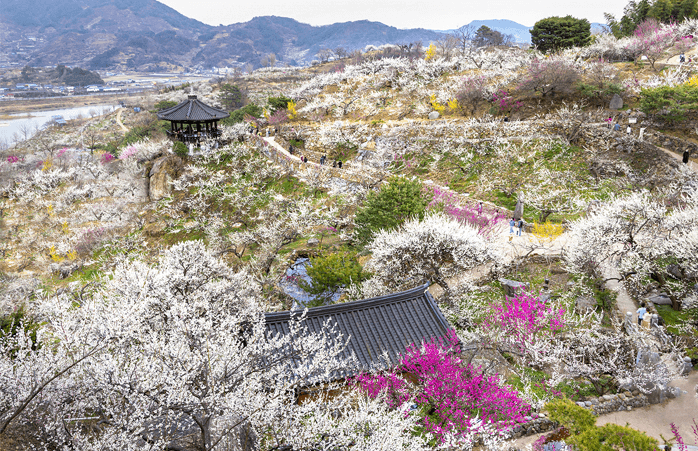 광양매화축제 주차장 입장료