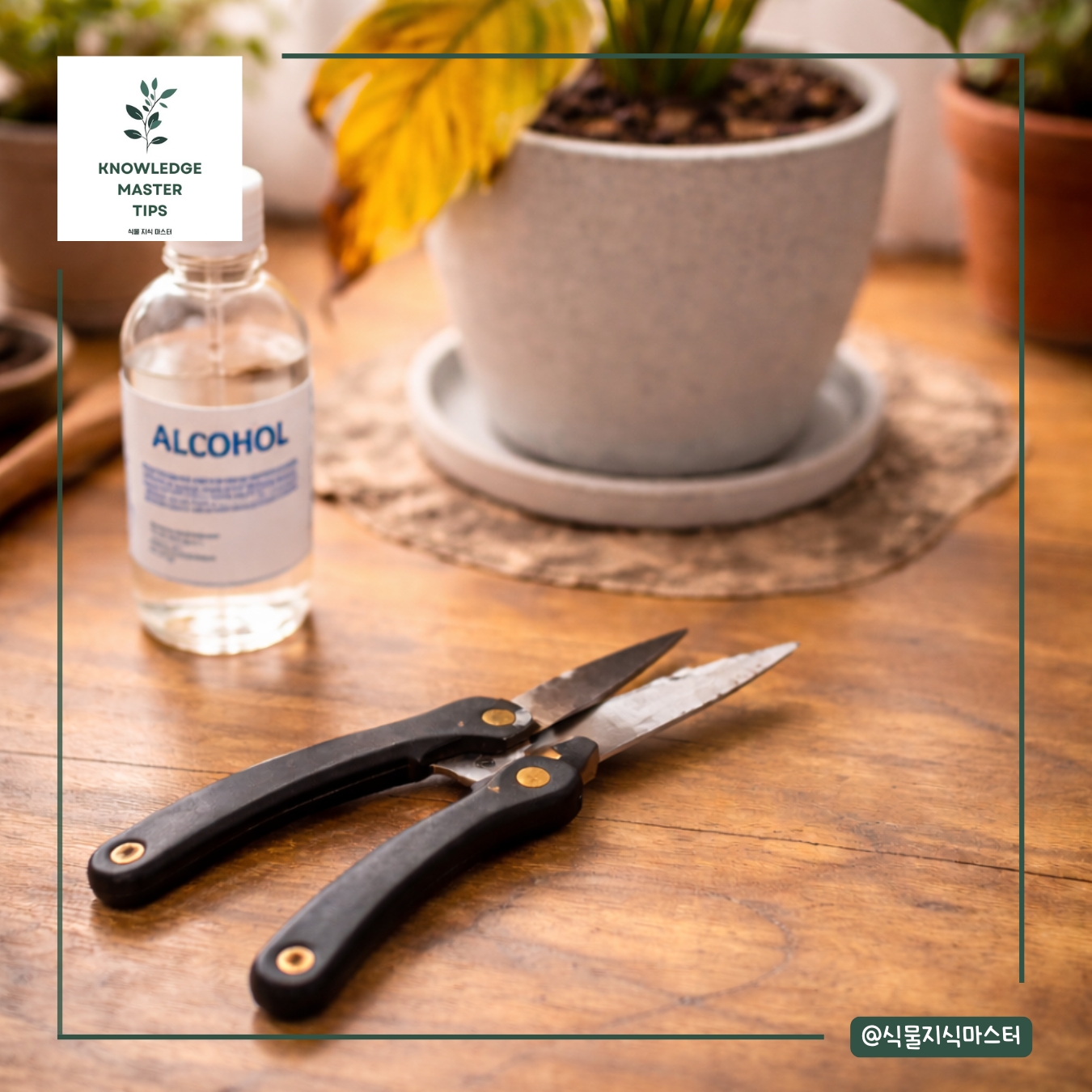 잎 정리할 때 꼭 지켜야 할 것들