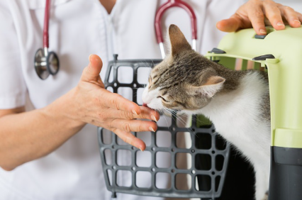 병원에서 게이지에서 나오는 고양이.