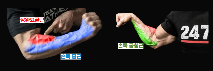 전완근 구성