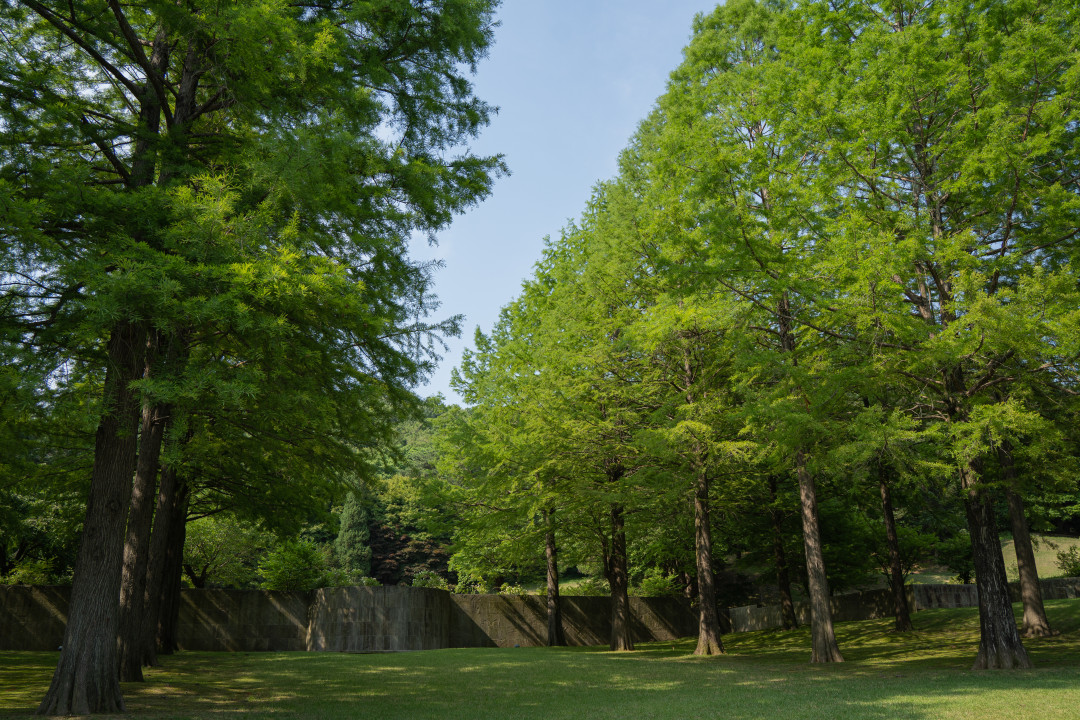 호암 미술관 메타세콰이어길