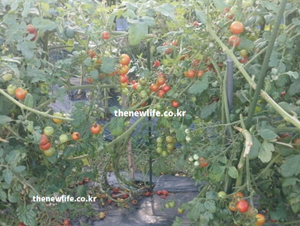 방울토마토의 효능이 다이어트에 도움을 주는 식이섬유가 풍부한 실물