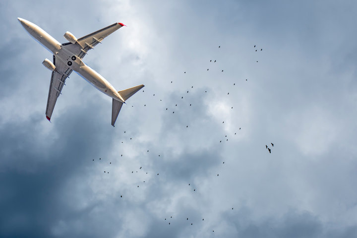 버드 스트라이크란? 의미와 주요 사례, 예방 방안