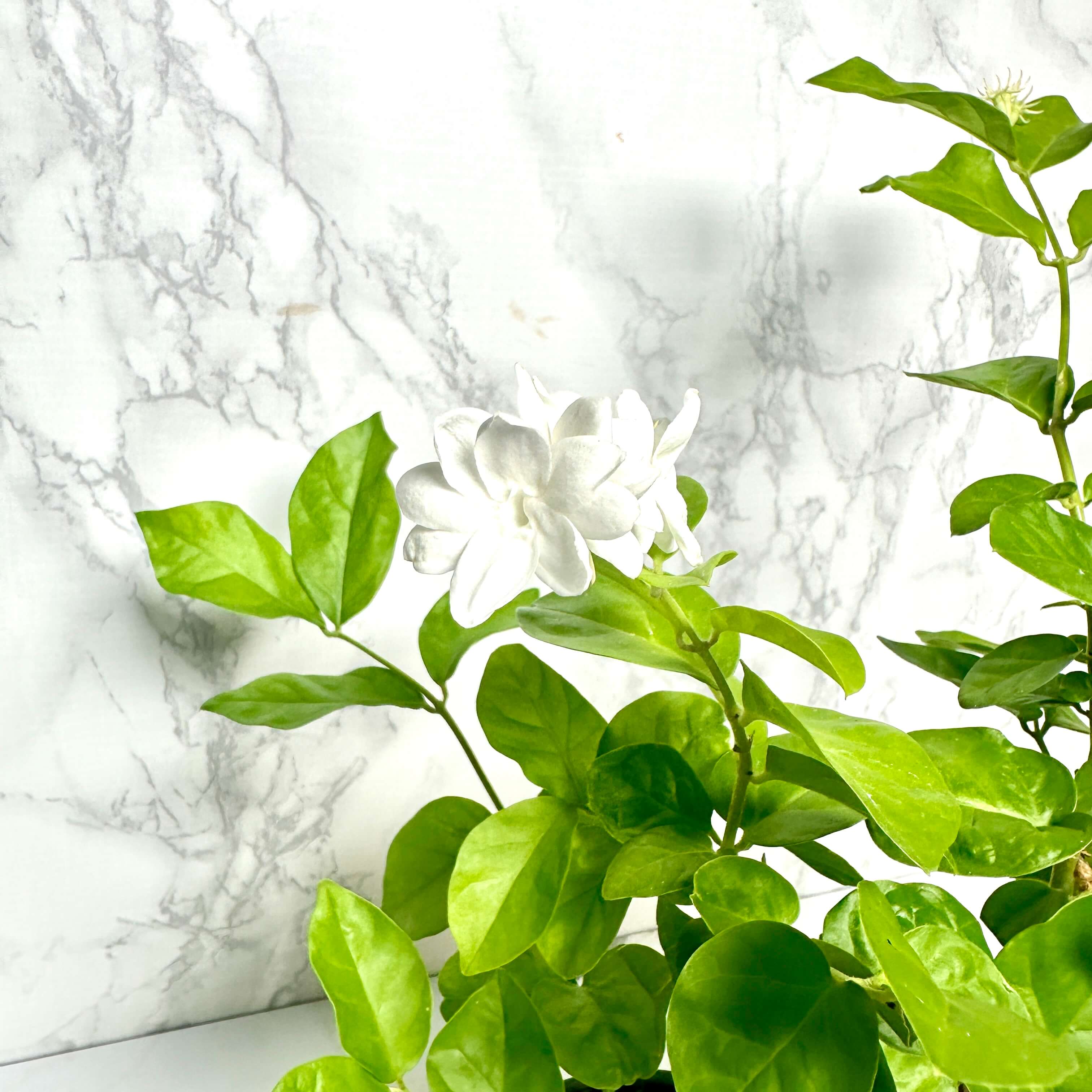 아라비안 자스민 키우기