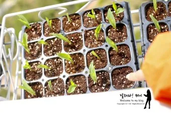 옥수수 파종 시기 심는 시기 재배법_20