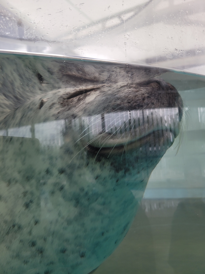 물범이 물위에 떠서 자는 모습