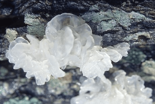 흰목이버섯효과1