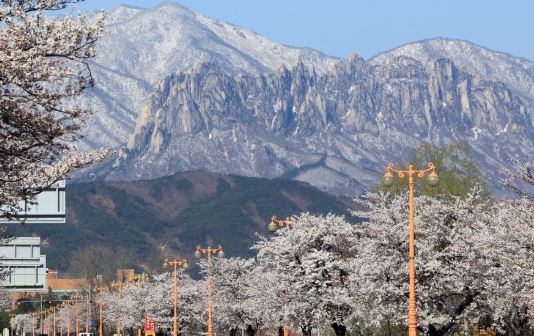 설악산 벚꽃