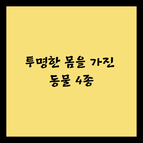 투명한 몸을 가진 동물 4종