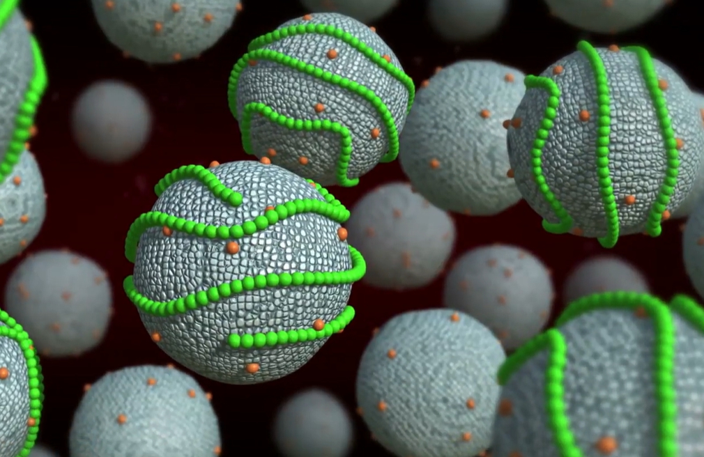 중성지방 정상수치