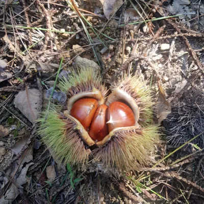 밤 삶기 시간 : 냄비1