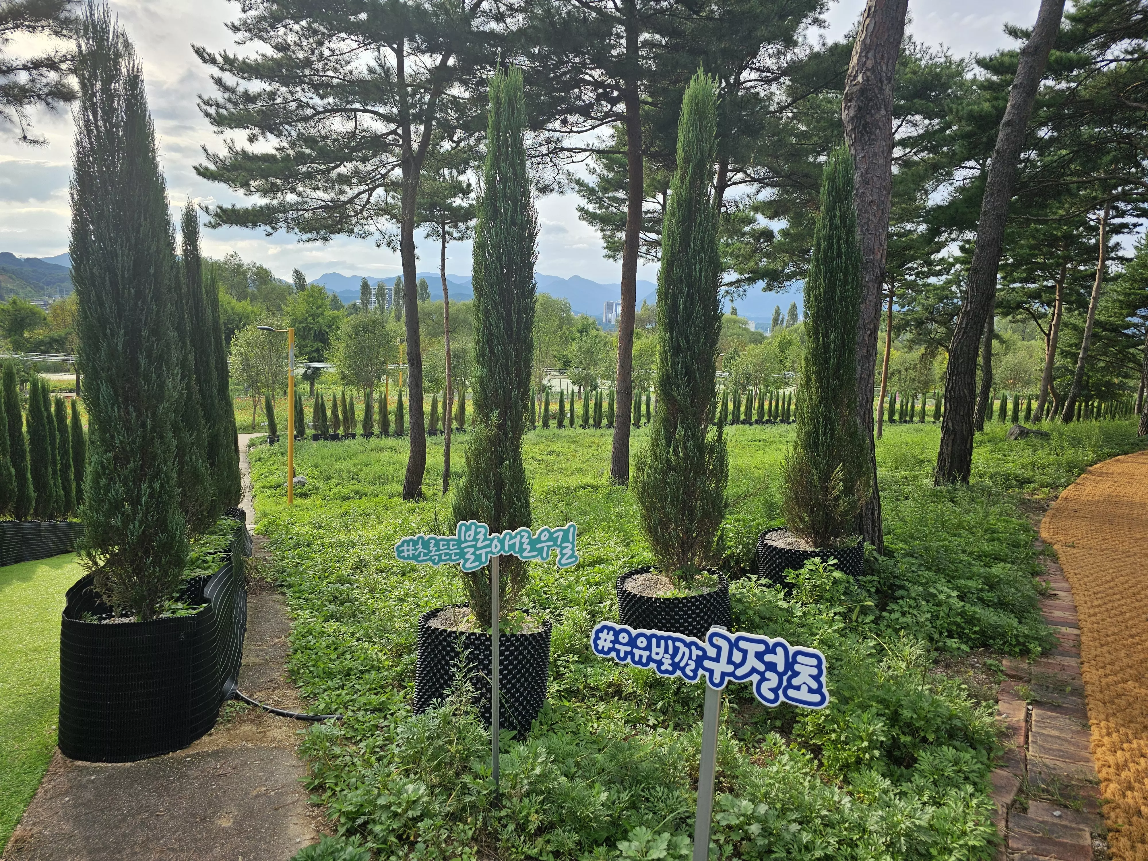 가평 자라섬 꽃 페스티벌