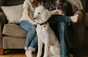 반려동물 용품 전문점 창업에 대하여 알아보기