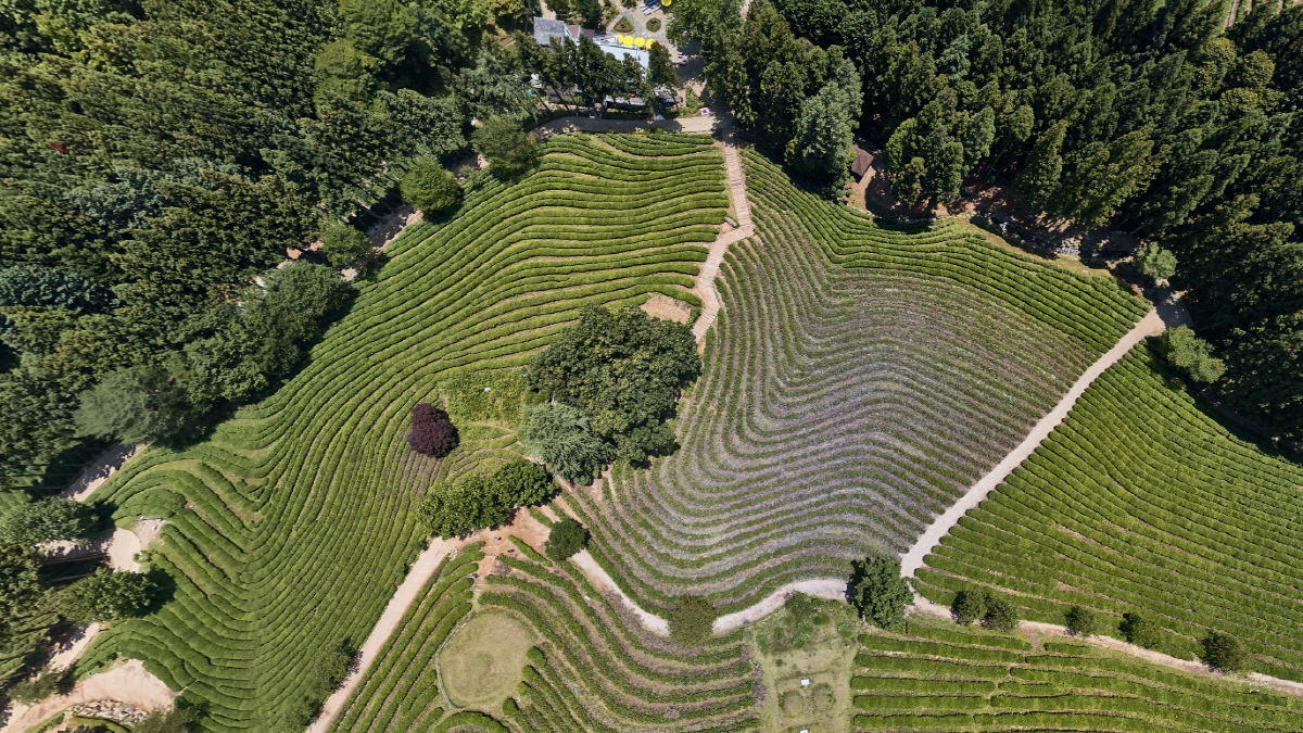 힐링 여행 명소 보성 녹차밭