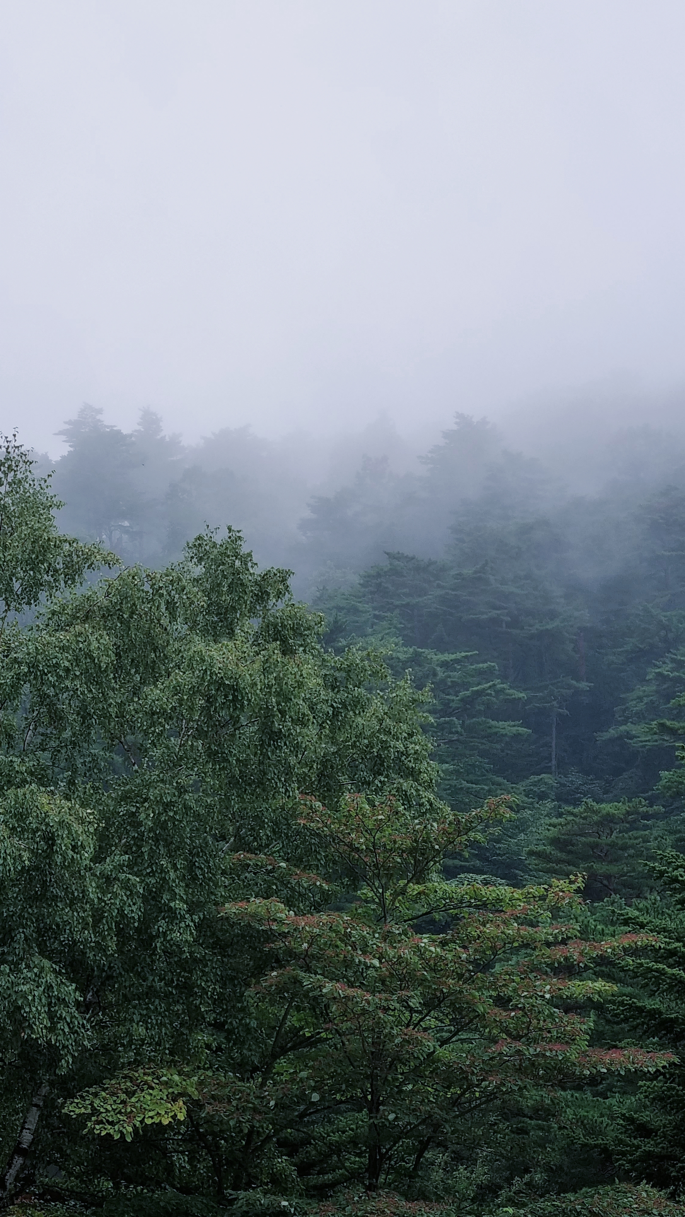 안개낀_대관령_숲