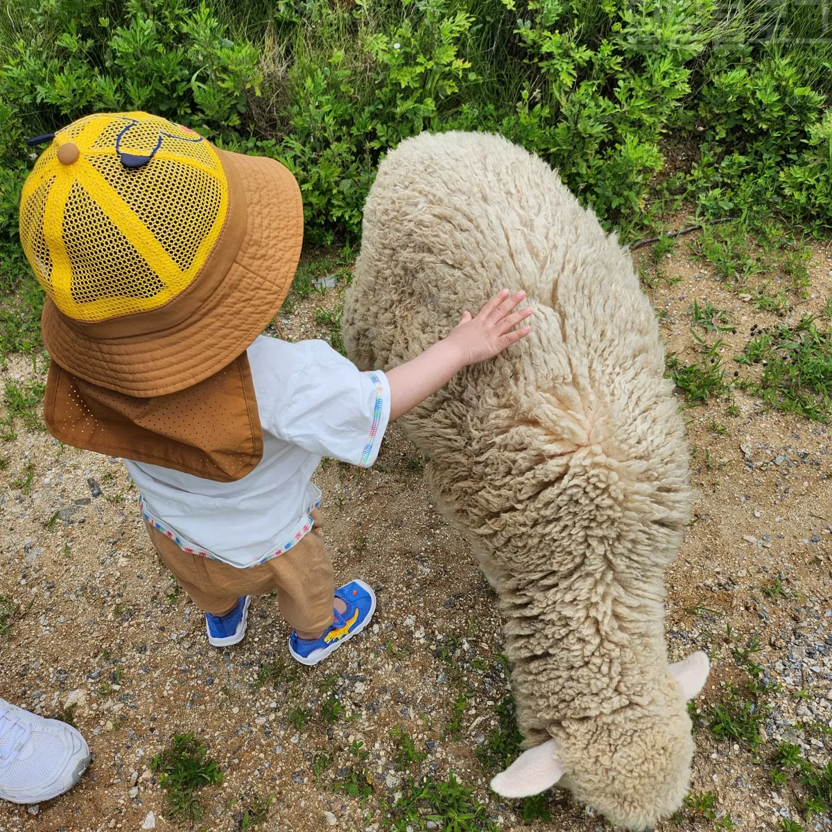 가평-양떼목장-양-만지기