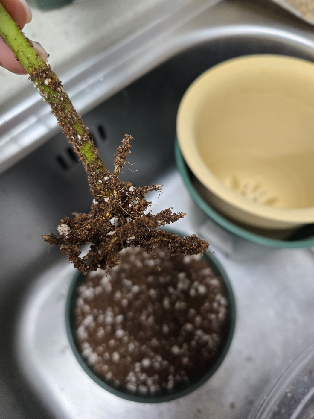 뱅갈고무나무의뿌리