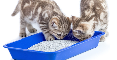 화장실 냄새를 맡는 두 마리의 고양이.