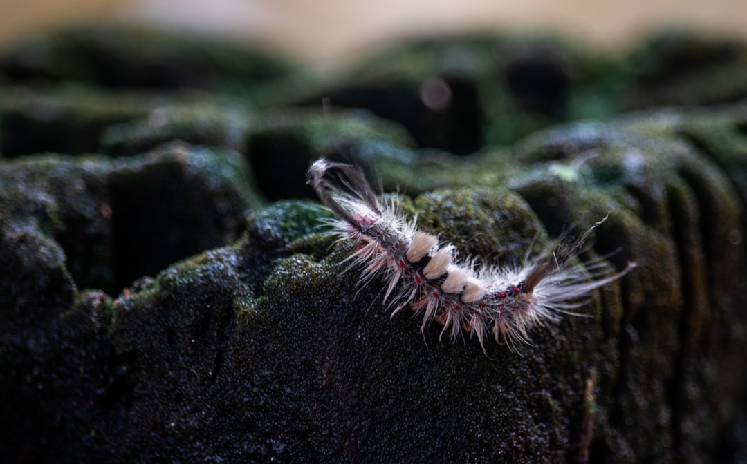 Worm