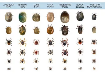 진드기 물린자국 대처법 참진드기 빨간 진드기 증상 확인_2