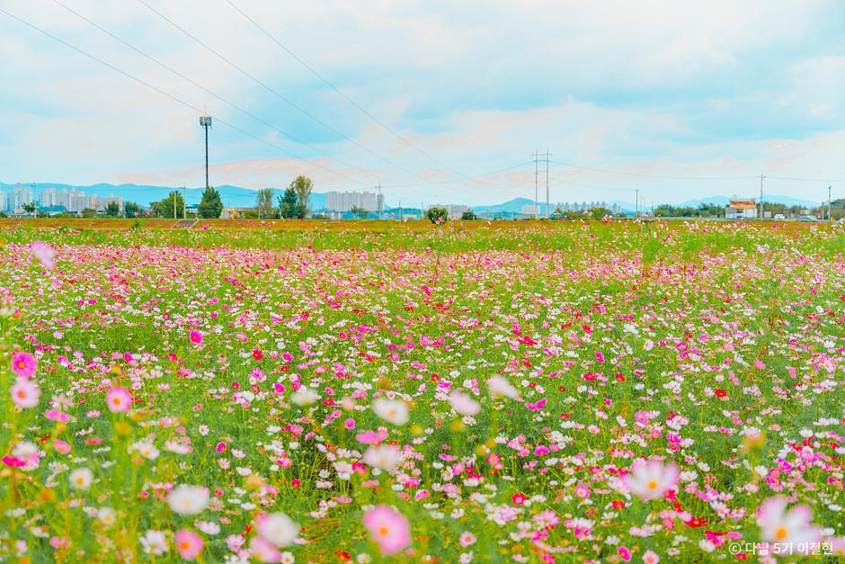 가을 여행지 코스모스 꽃구경 추천 장소