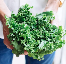 케일 효능과 부작용 고르는법 칼로리