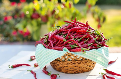 상식의 반전9: 고추는 일본에서 들어왔다? 한국 고추의 진짜 기원을 추적하다