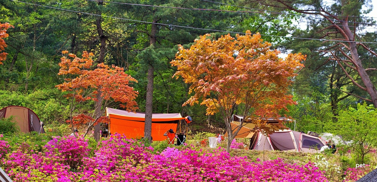 경기-동두천-산야초자연캠핑장-예약-방법-애견-동반-가격-주소-시간-후기