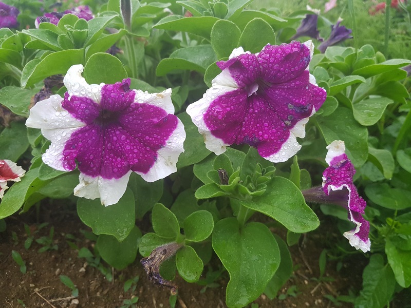 하루 만보 걷기