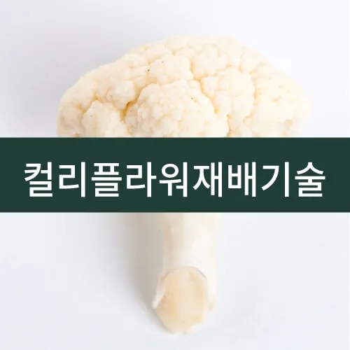 컬리플라워 재배 정식 후 관수 방풍 대책 영양 관리_7