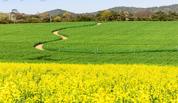 고창에서 하루, 자연 속 힐링 체험! 주변 여행 숙박 팁까지