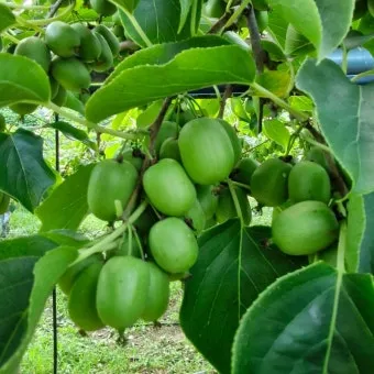 다래 재배 수분수 배치 덩굴 유인 겨울 보호_3