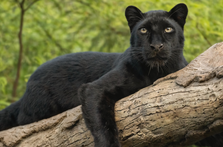 네이처 파크 흑표범