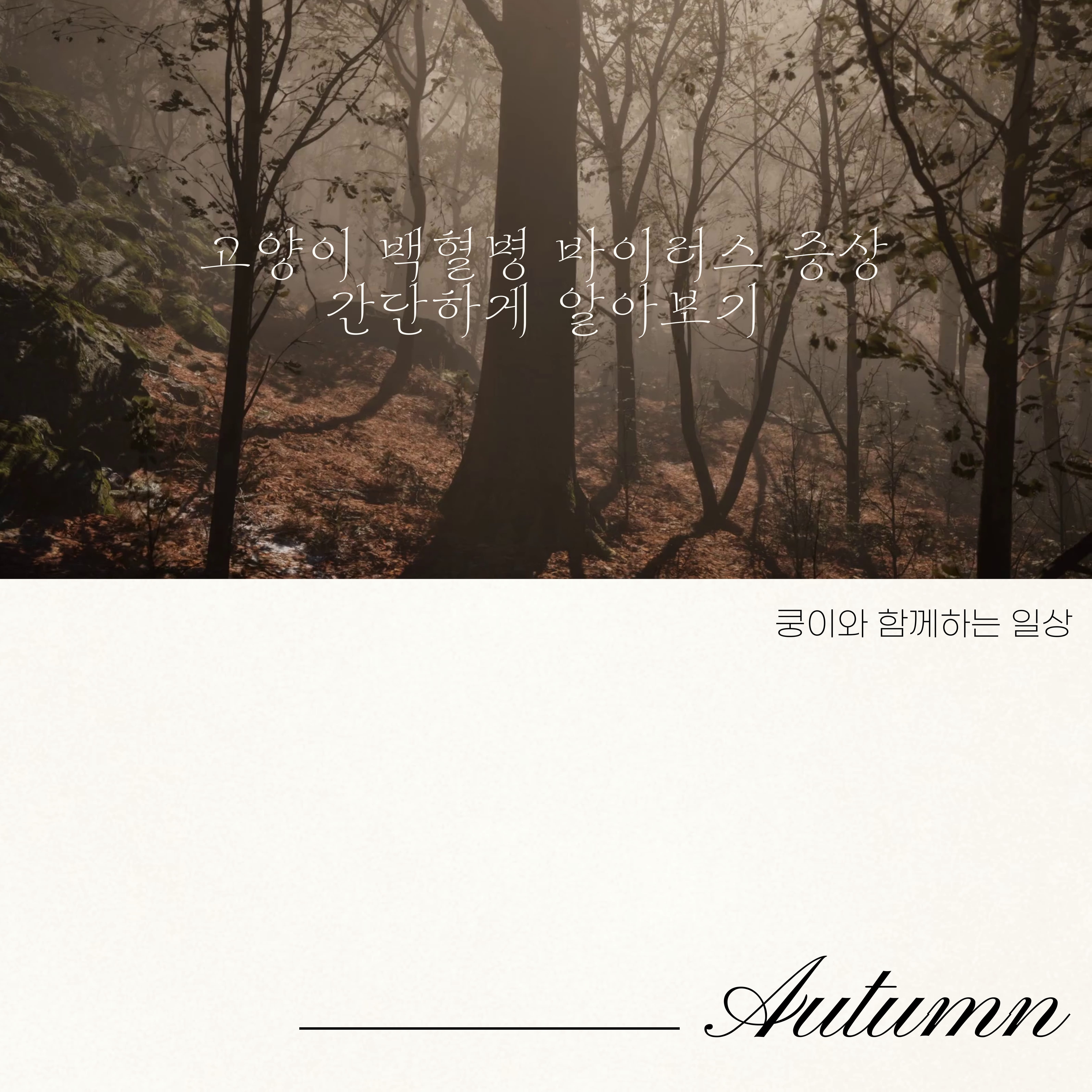 고양이 백혈병 바이러스 증상 간단하게 알아보기