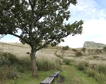 황매산 억새축제_19