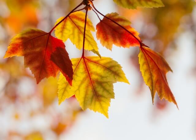 단풍 들기 시작한 나뭇잎들