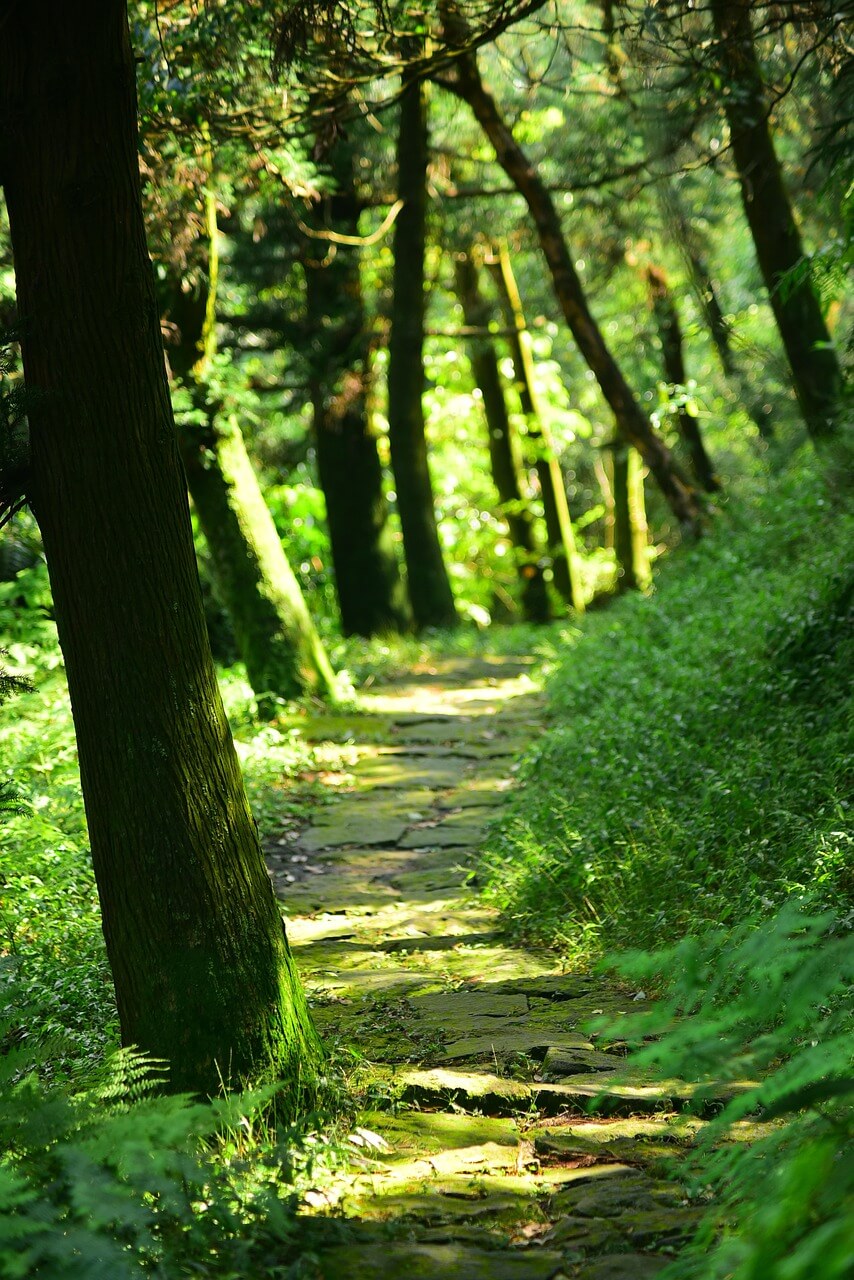 도시 속 조용한 산책 코스 대전 보문산 옛길 &ndash; 도시의 숨겨진 새벽 산책로