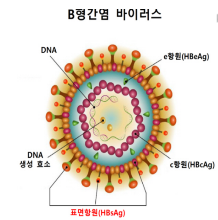 B형 간염