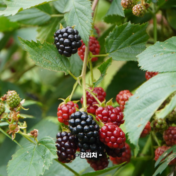 복분자 재배방법